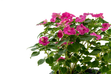 Impatiens walleriana isolated on white background with clipping path.