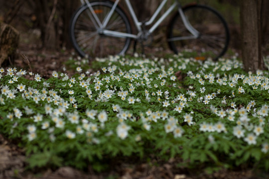 bike ride through the spring forest.blooming snowdrops anemones
