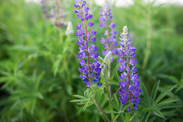 Lupinus, lupin, lupine field with pink purple and blue flowers. Bunch of lupines summer flower...