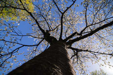 beautiful birch tree low angle