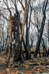 Australian bushfire aftermath: eucalyptus tree burnt from insite