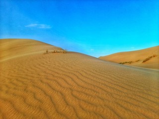 sand dune in desert of Algeria