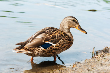 Female mallard duck. Portrait of a duck on a lake in a park.