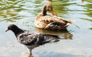 ducks and pigeons on a lake in a park, protection environment background, ecology concept.