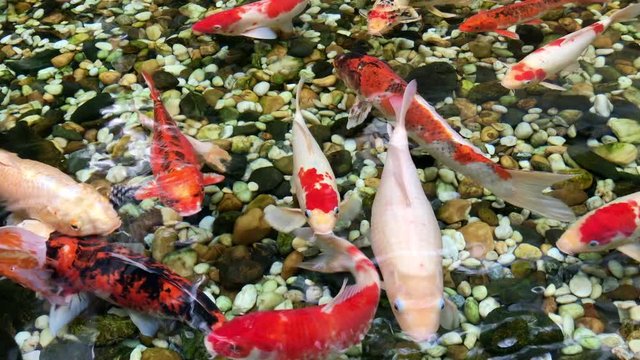 Beautiful Fancy Carp fishes swimming in the pond in zen garden, Carp fishes footage in 4K resolution.