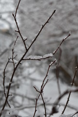 tree branches covered with snow