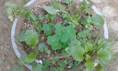 Images, flowers,green, garden