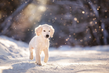 puppy in winter outdoor on the snow golden retriever dog