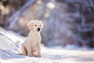 puppy in winter outdoor on the snow golden retriever dog