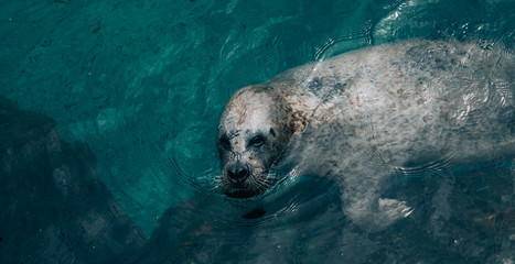 Fototapeta premium Funny seal swimming on its back in dark waters. Over the top view. 