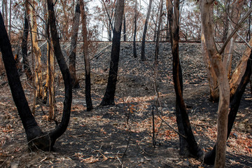 Australian bushfire aftermath: burnt eucalyptus trees suffered from firestorm