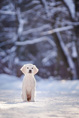 Obraz na płótnie Canvas puppy in winter outdoor on the snow golden retriever dog