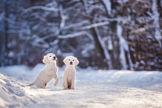 puppy in winter outdoor on the snow golden retriever dog