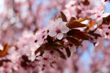 Pink cherry plum blossom. The cherry plum is a popular ornamental tree for garden and landscaping use. Purple-leaf tree, Prunus Cerasifera Nigra, family Rosaceae, wild plums flower at full bloom.