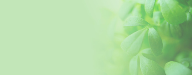 Banner with blurred microgreen leafs on light green background. Copy space. Eco and still lifestyle. Nature greenery background with copy space . Right border.