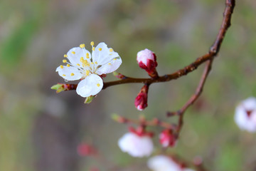 Perfect apricot-tree in blossom. Raindrops on flowers. Rainy spring day, close-up