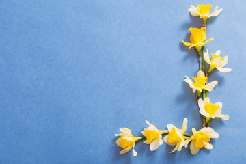 spring flowers on blue paper background