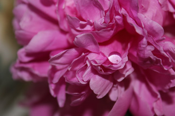 Fototapeta premium Beautiful pink peony with water drops, close up