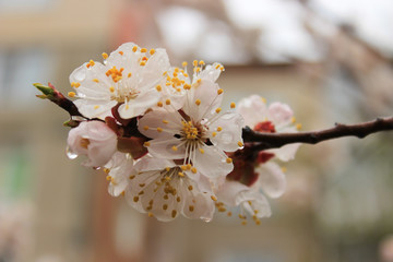 Beautiful spring branch of blooming apricot flowers. 
Raindrops on flowers. Rainy spring day, close-up