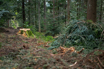 Deforestation concept. Stump of tree after cutting forest. Stump from fresh cut coniferous tree in forest. tree stump in a forest. stump in the coniferous forest from freshly chopped spruce.