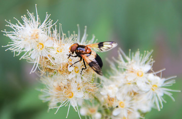 one bee on the white bush