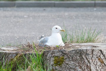 Seagull in the nest. The nest is in the stump.