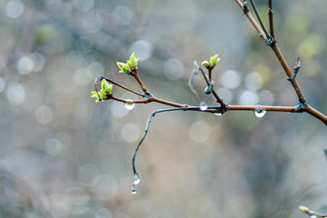The awakening of nature after winter. The first green leaves of spring. Raindrops on branches after rain. Close up.