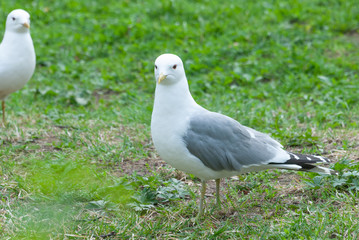 Two seagulls on the ground. Close up.