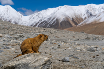 Himalayan marmot on the way to Pangong lake in Ladakh, Jammu and Kashmir, India