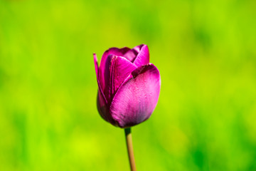 beautiful colorful tulip in the garden park