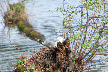 Seagull in the nest. The nest is in the stump.