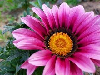 Obraz premium pink daisy flower