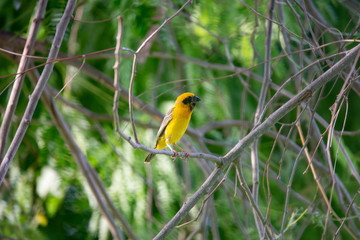  Asian golden weaver on a branch