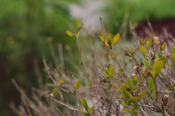 This grass or patch of bush is known as enermy