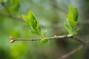 Green leaves on a tree branch in cloudy weather close-up.