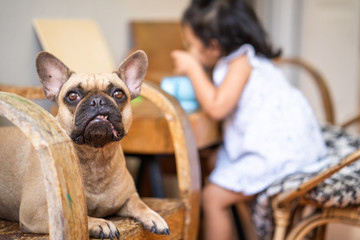 Cute french bulldog sitting with little girl indoor 