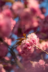 Colorful pink cherry blossom in spring