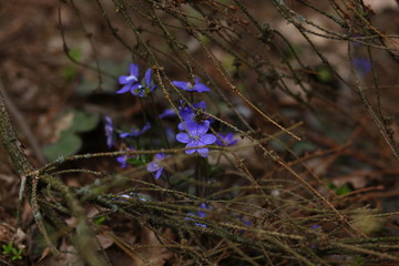 wild flowers in the forest