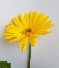gerberas yellow flower isoated in white background