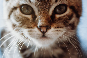 Naklejka na ściany i meble Closeup cute tabby kitty looking straight ahead