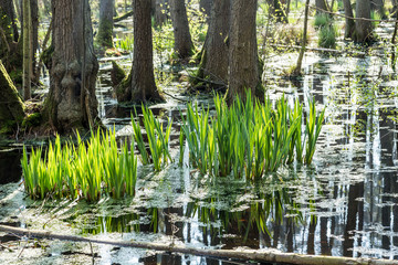 famous swamp area in usedom national park