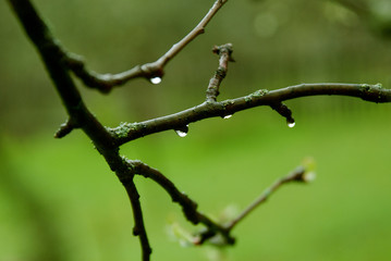 Tree branches with raindrops in the garden close-up.