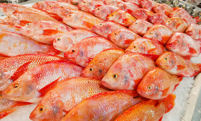 Red Tilapia Fish