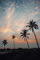Fototapeta na wymiar Palm trees on the coast of Arabian Sea during sunset time