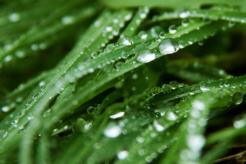 Raindrops on green grass in the garden close-up. Grass texture.