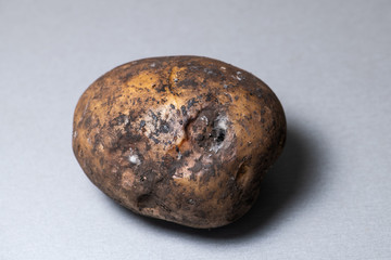 Spoiled potato with mold on table