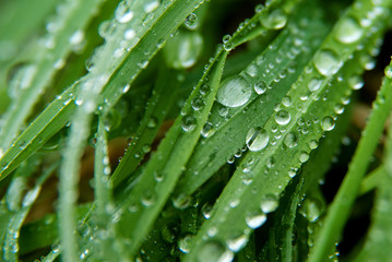 Raindrops on green grass in the garden close-up. Grass texture.