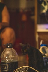black cat exploring a room in cox's bazar bangladesh