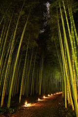ライトアップされた竹林