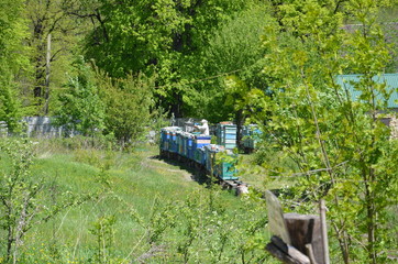 a apiary in the forest